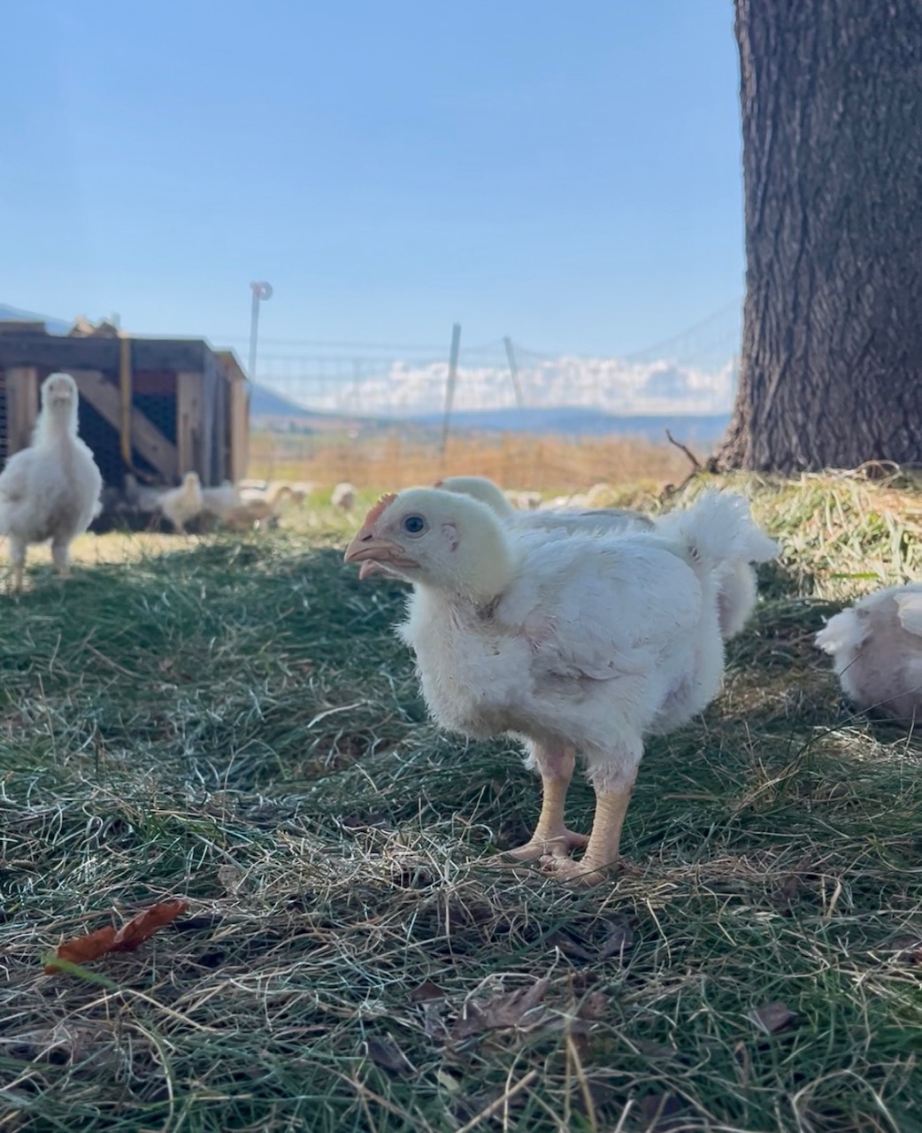 chick.jpg