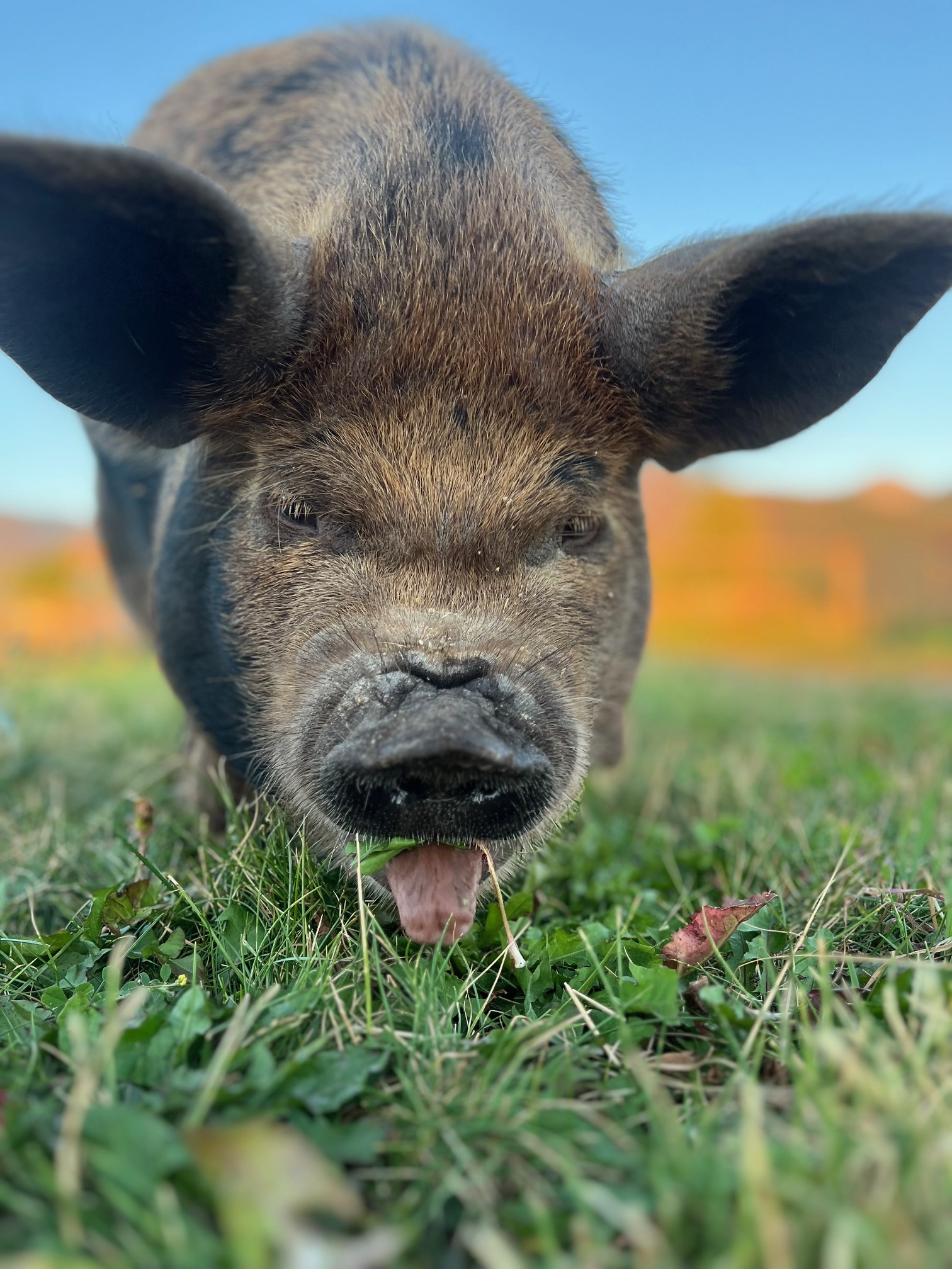 pig.jpg